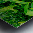 20190916 DSC 0326 Metal print