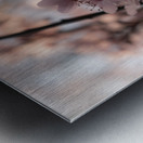 20200226 DSC 0031 Metal print