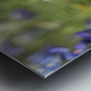 Bluebonnet Metal print