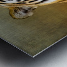 Bengal Tiger Metal print