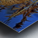 Marsh Grasses at Northside Park Metal print