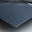 Seagull Cleared for  Landing at the Beach Metal print