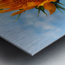 Sunflower Solitaire in the Sky Metal print