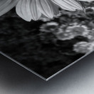 Roxanna Sunflower Helianthus in Black and White Metal print