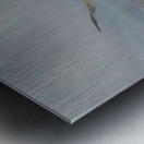 Little D Metal print