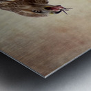 Meal Time for a Hawk Metal print