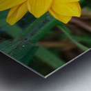 20210414IMG 8082 Metal print