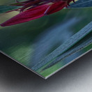 20210508IMG 9264 Metal print