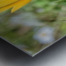 20210414IMG 8078 Metal print