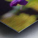 DC IMG 2707 Metal print