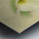CalaLilly Metal print