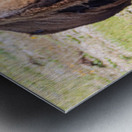 Bison-Reflections Metal print