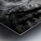 Primary forest Metal print