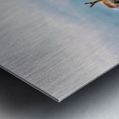 Where The Antelope Roam Metal print