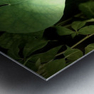 247FB480 0C9E 4C2D B61D DB7CF9616CAC Metal print