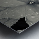 8DF11503 D7DB 4C22 9B4E 95868F230A85 Metal print