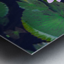 Water Lilies Metal print