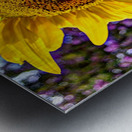 Sunflower Creative Metal print