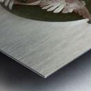 Girl with Doves Metal print