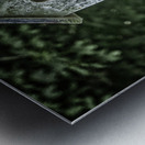 sparrow duplex Metal print