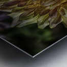 dahlia one Metal print