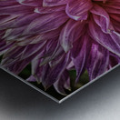 dahlia two Metal print