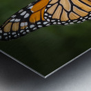 Butterfly 1 Metal print