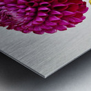 Beautifully Dahlia Metal print