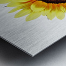 Sunny Sunflower Metal print