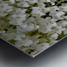 Annabelle Metal print