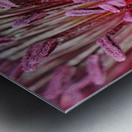 Blushing Poppy Metal print