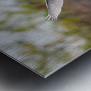 Vol de la grande aigrette  Metal print