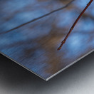 Nyctale de Tengmalm  Metal print