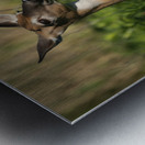 Cerf du petit matin Metal print