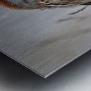 Winter Sparrow Metal print