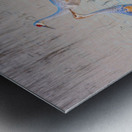 Sandhill Cranes at Sunrise Metal print