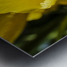 Extreme Closeup Tulips of the Netherlands 164 in the Art in Flowers Special Collection of William Robert Stanek for the Dutch Tulip Mania Series Metal print