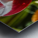 Extreme Closeup Tulips of the Netherlands 158 in the Art in Flowers Special Collection of William Robert Stanek for the Dutch Tulip Mania Series Metal print