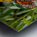 MONARCH ON A MIKLWEED Metal print