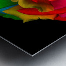 The Beautiful Colored Rose Metal print