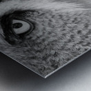 Great Grey Owl close-up Metal print