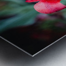 Rain Drops on a Sprenger s Tulip Metal print