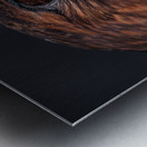 Close Up of a Red tailed Hawk s head Metal print