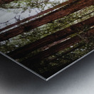 Walking Path in Muir Woods National Park Metal print