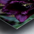 Purple Tulips Metal print