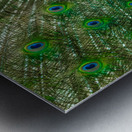 Mayfield Park Peacock Metal print