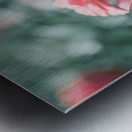 Common Zinnia Metal print