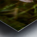 White Mushroom Growing On A Log Metal print