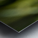 Purple Fluffy Spear Thistle Flower Metal print