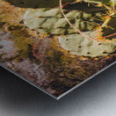 Cacti In The Fall Metal print